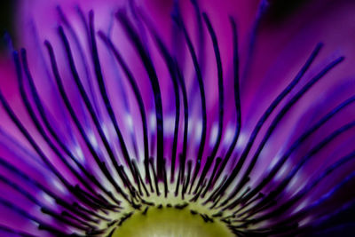 Close-up of purple flower head