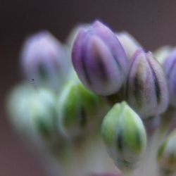 Close-up of flowers