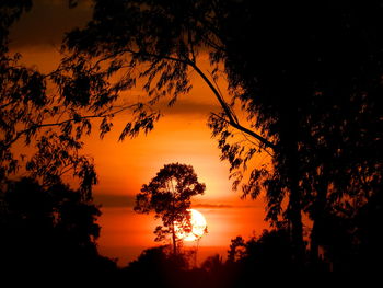 Low angle view of silhouette trees against orange sky