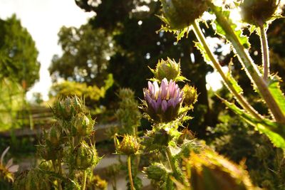 Close-up of flowers against blurred background