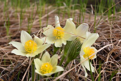 Close-up of white flowers blooming outdoors