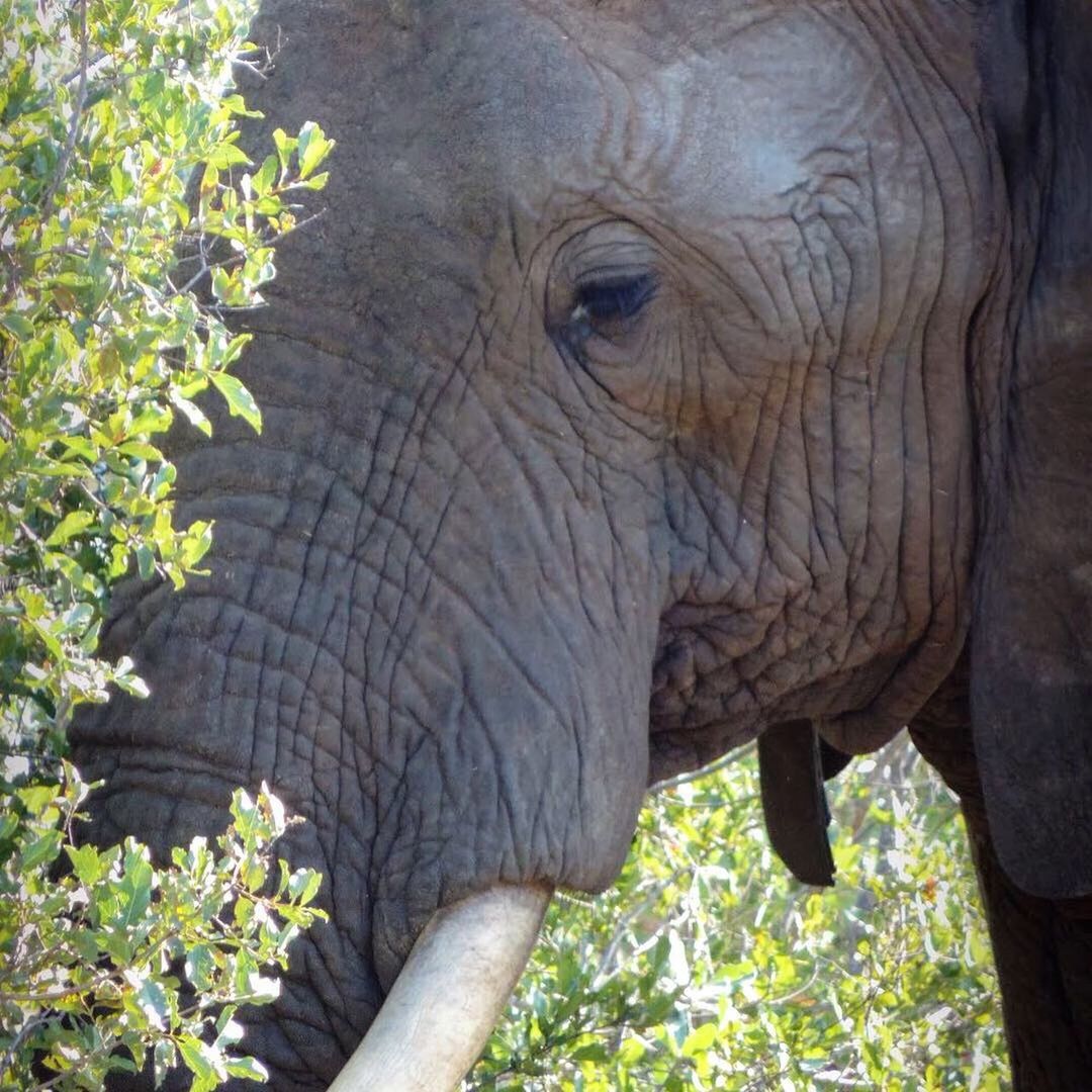 animal themes, animal, one animal, animal wildlife, mammal, animals in the wild, elephant, animal body part, plant, day, nature, no people, vertebrate, safari, animal head, outdoors, close-up, tusk, sunlight, herbivorous, animal trunk, african elephant, profile view