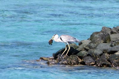 View of fish in sea