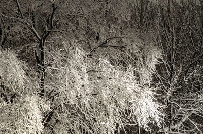 Full frame shot of trees on field