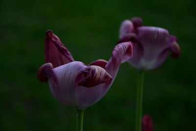 Close-up of pink tulip