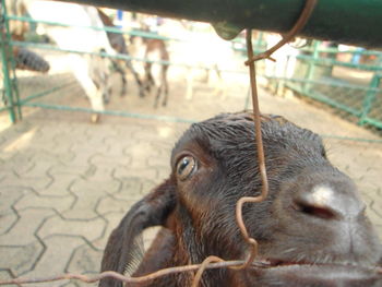 Close-up portrait of a dog