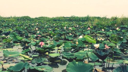 Close-up of lotus water lily in garden against sky