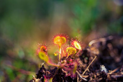 A beautiful sundew growing in the wetlands. sundew plant leaves. carnivorous plant.