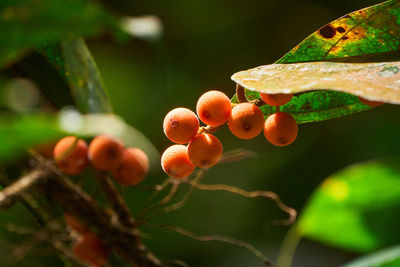 Close-up of pink fruit