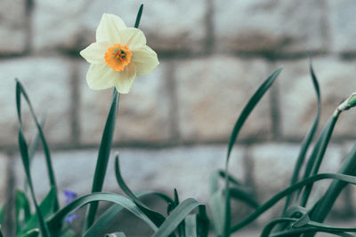 Close-up of white crocus flowers