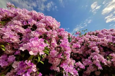 Low angle view of pink flowering plants against sky