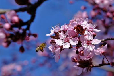 Close-up of pink plum blossoms