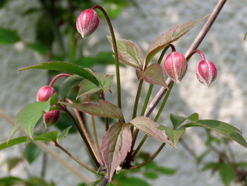 Close-up of red berries on plant