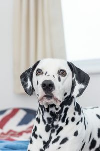 Close-up portrait of dog