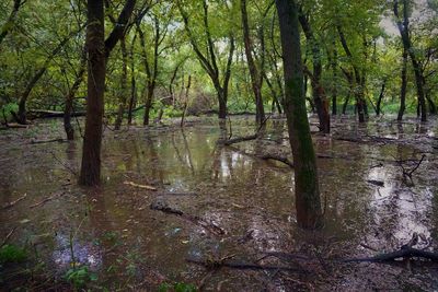 Scenic view of lake in forest