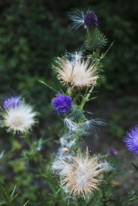 Close-up of thistle flowers on field