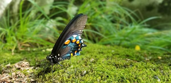 Close-up of butterfly on grass