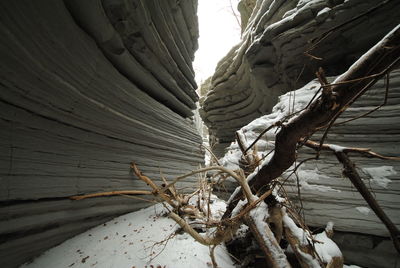 Close-up of snow on tree