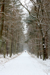 Road amidst trees in forest during winter