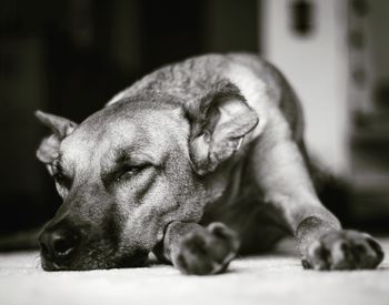 Close-up of dog resting at home