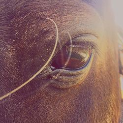 Full frame shot of horse