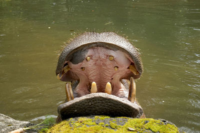 A hippo at taman safari indonesia, west java - indonesia.