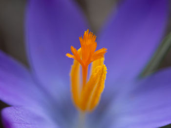 Close-up of yellow flower against blurred background