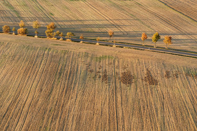 View of sheep on land