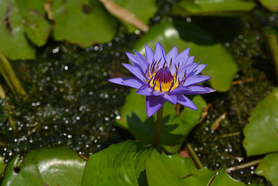 Close-up of purple lotus water lily in pond