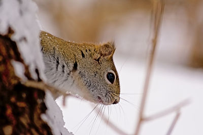 Close-up of a cat