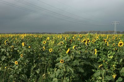 Scenic view of sunflower field against sky