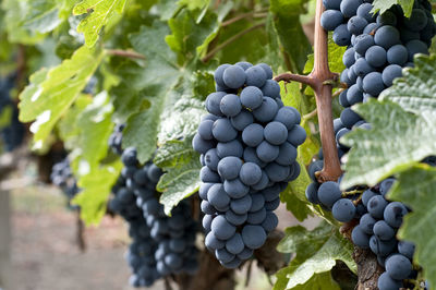 Close-up of grapes growing in vineyard