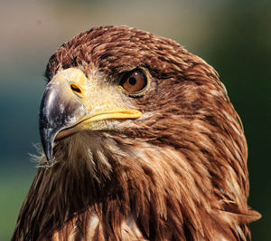 Close-up of a bird looking away