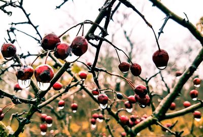 Close-up of wet berries growing on tree against sky