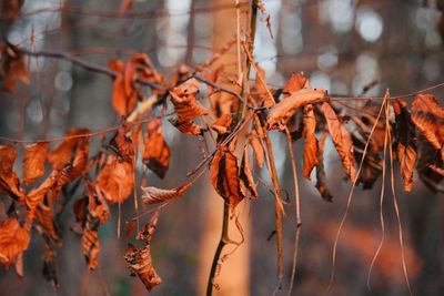 Close-up of dry leaves on plant during autumn