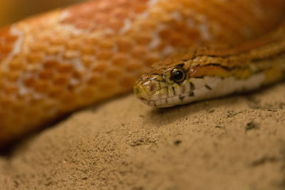 Close-up of lizard