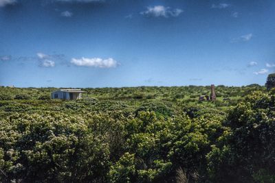 Plants growing on field against blue sky