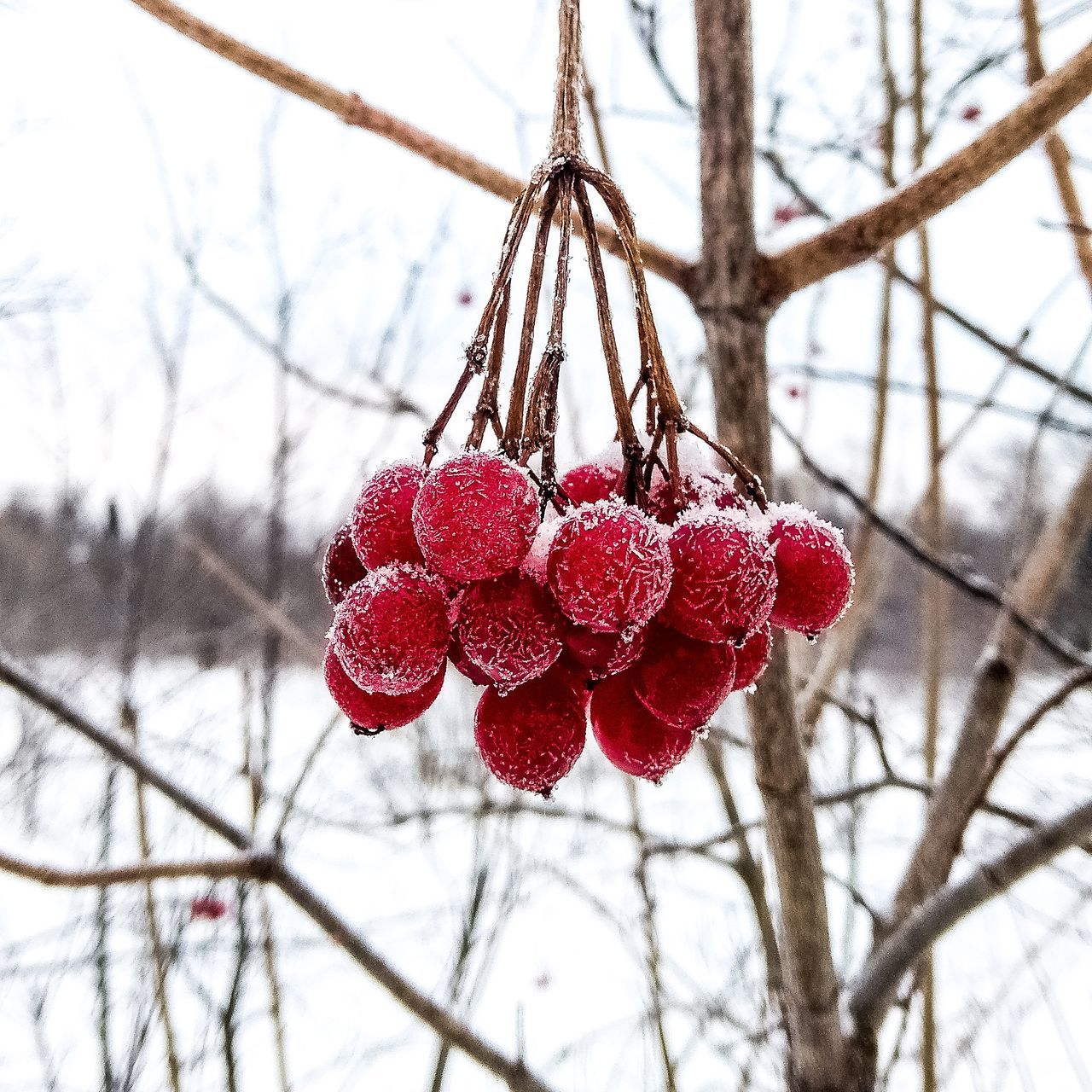 CLOSE-UP OF FROZEN RED BERRIES ON TREE