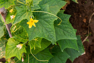 High angle view of green leaves on plant