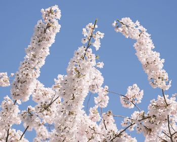 Low angle view of cherry blossoms against sky