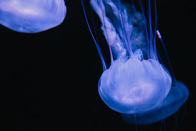 Close-up of jellyfish in sea water