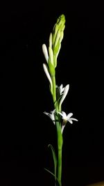 Close-up of flower over black background