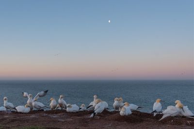 Seagulls on beach against sky during sunset