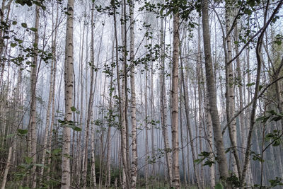 View of trees in forest