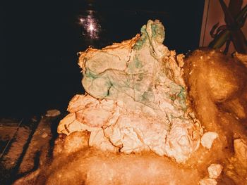 High angle view of animal on rock