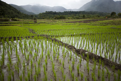 Scenic view of rice paddy field