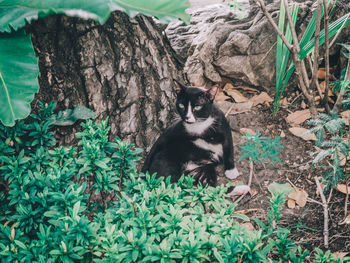 Close-up of cat sitting on plant