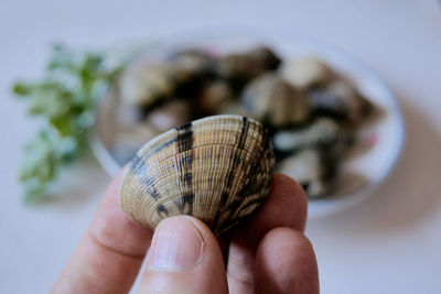 Close-up of person holding shell