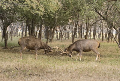 Deer in a forest