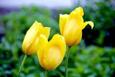 Close-up of yellow flower